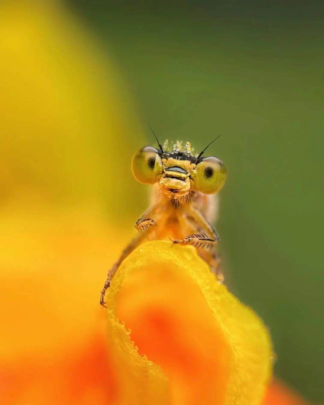 动物世界组优秀奖获视觉中国500px:微观世界迎春微距摄影比赛优秀优秀