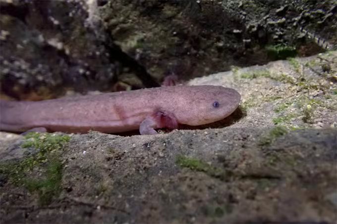 纯种江西大鲵野生种群被发现，系我国首个遗传身份明确的大鲵种群休闲区蓝鸢梦想 - Www.slyday.coM