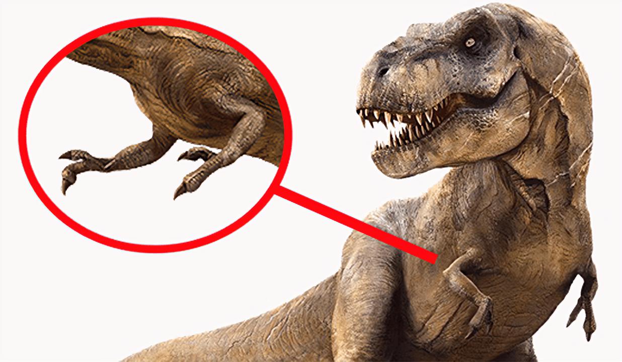 霸王龙为什么长着一双小短手科学家求偶时用来拥抱