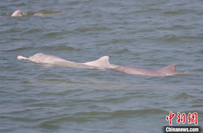 广西钦州中华白海豚豚丁兴旺