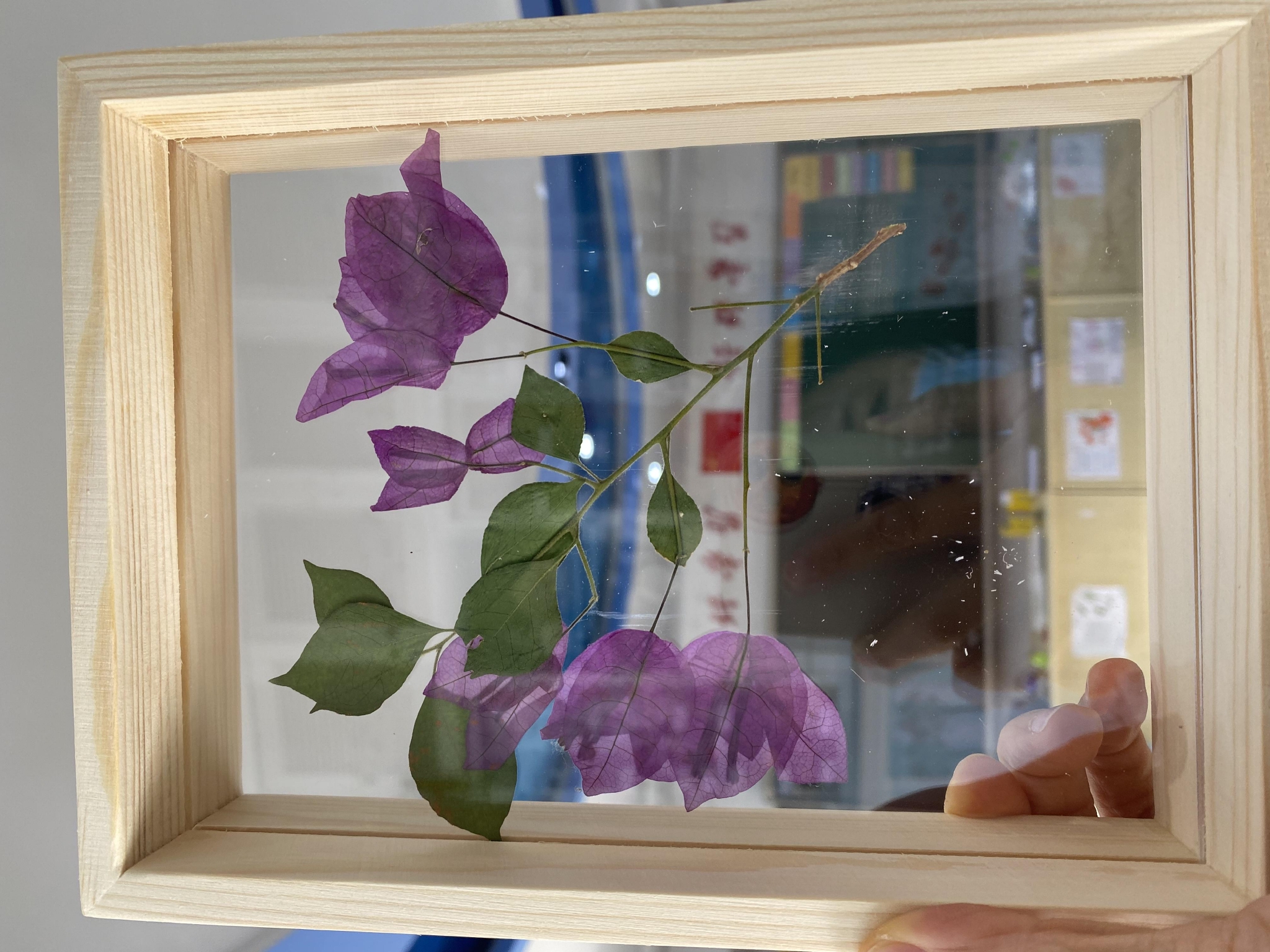 为学生收藏春天北京市育英学校老师制作近百件校园植物标本