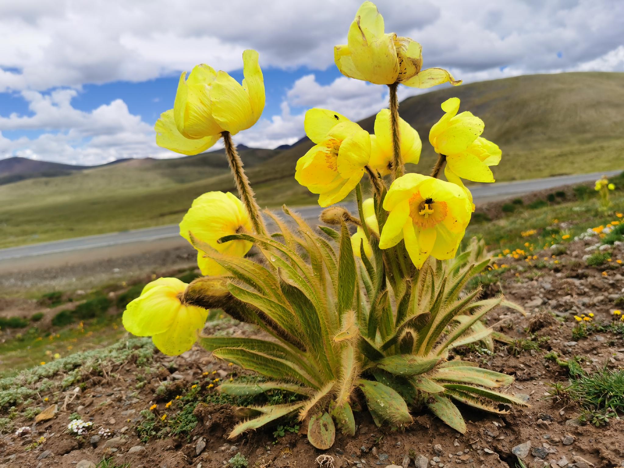 青藏高原绿绒蒿.受访单位供图
