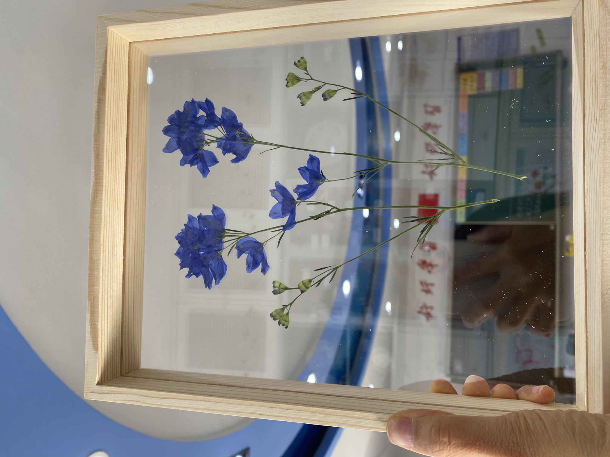 受访者供图叶子花标本.受访者供图编辑 缪晨霞校对 卢茜