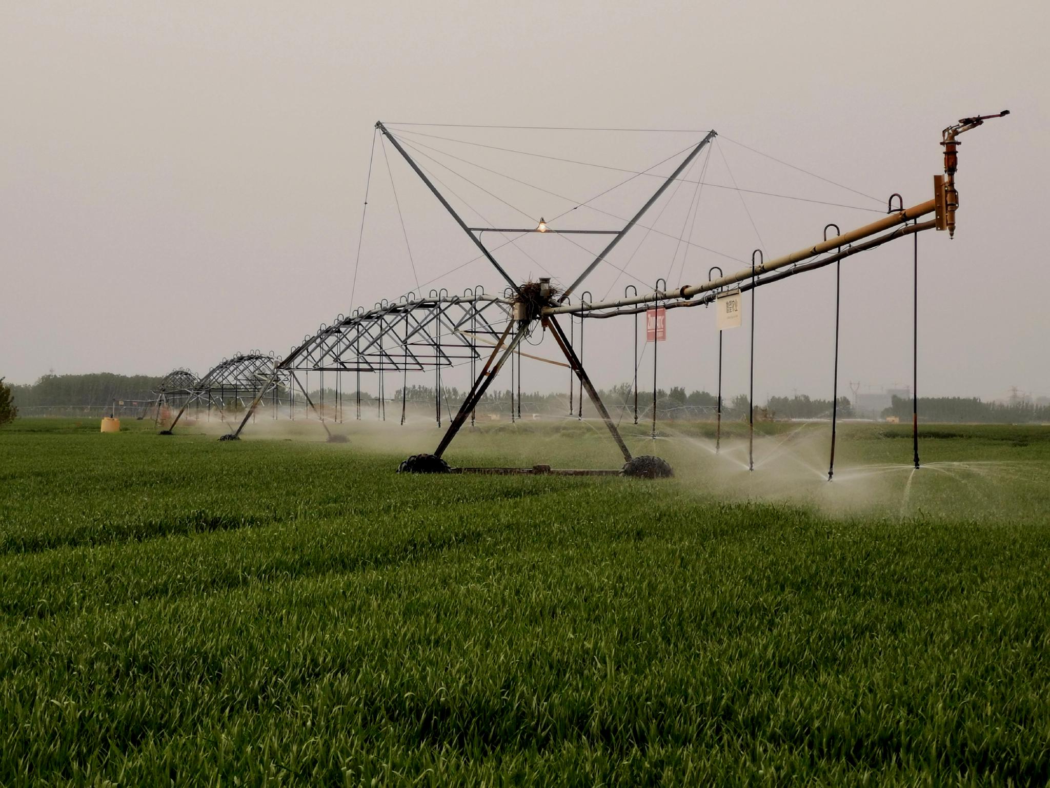 自走式指针喷灌机正在当地一块麦田里进行浇水作业.