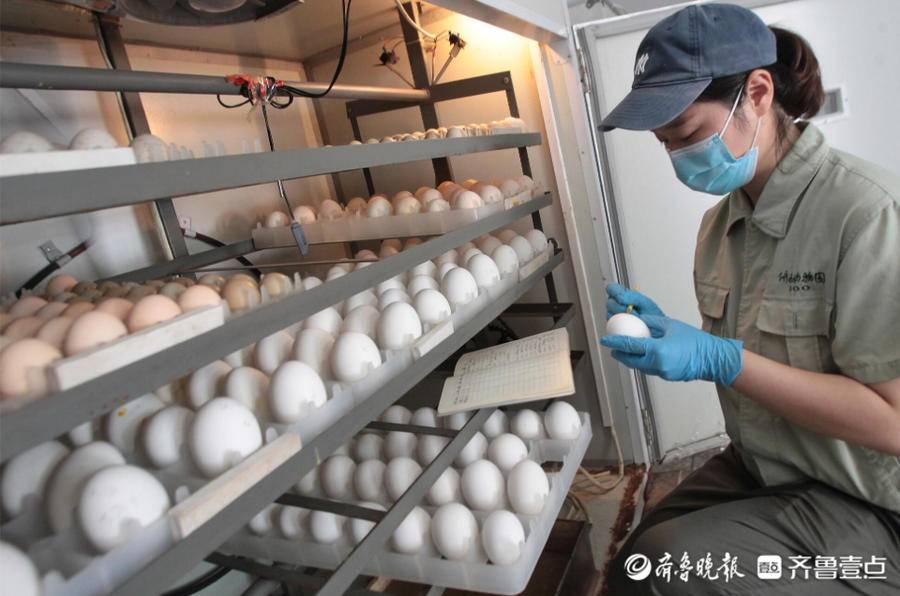 进入四月份,动物园内鸟类进入繁殖期,徐真开始收集鸟卵进行人工孵化.