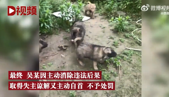 小奶狗太可爱男子偷3只后自首 ：承受不住内心煎熬主动归还失主休闲区蓝鸢梦想 - Www.slyday.coM