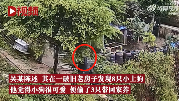 小奶狗太可爱男子偷3只后自首 ：承受不住内心煎熬主动归还失主休闲区蓝鸢梦想 - Www.slyday.coM