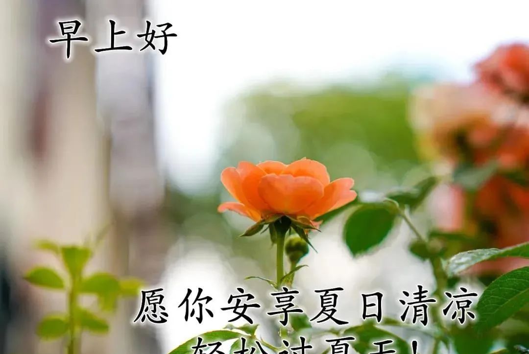 清新漂亮夏日早上好祝福问候语带早安问候祝福语图片温馨
