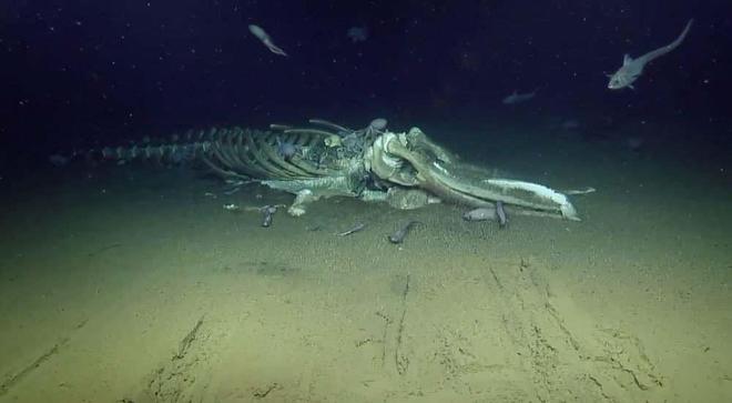 鲸落还是鲨掉鲸鲨遗骸被几十头鲨鱼啃食会形成鲸落吗