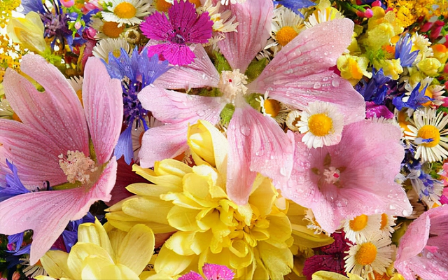 这些花都是醋坛子每周灌一次酸水冰雪天都能绽放群花