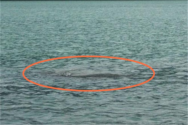 新疆喀纳斯湖疑似湖怪再现究竟是神秘生物还是人造物