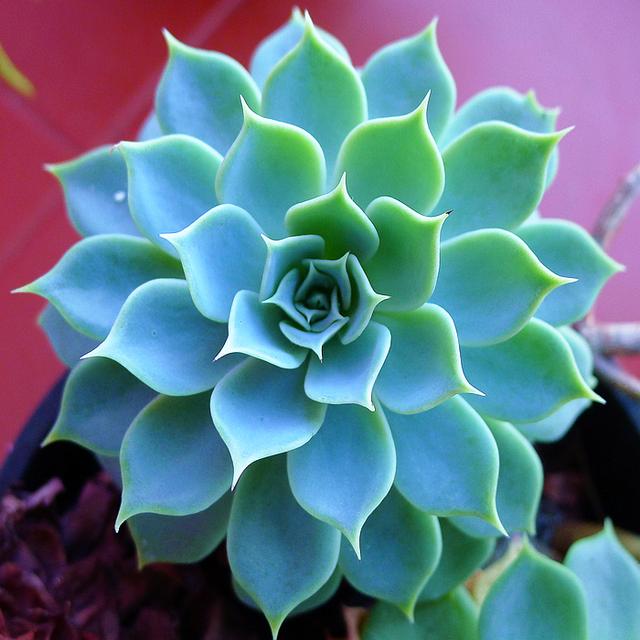 曾经是天价的三多肉现在沦为赠品还被不少花友嫌弃