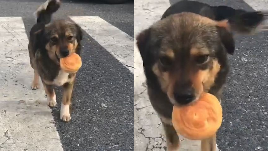 上海男子被流浪狗“投食”瞬间破防：喂养45天，来“报恩”了！休闲区蓝鸢梦想 - Www.slyday.coM