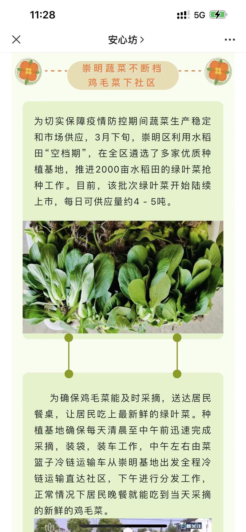 崇明岛的甘蓝菜、牛心菜烂在地里？倒逼而出的新链条，能否破解蔬菜滞销难题休闲区蓝鸢梦想 - Www.slyday.coM