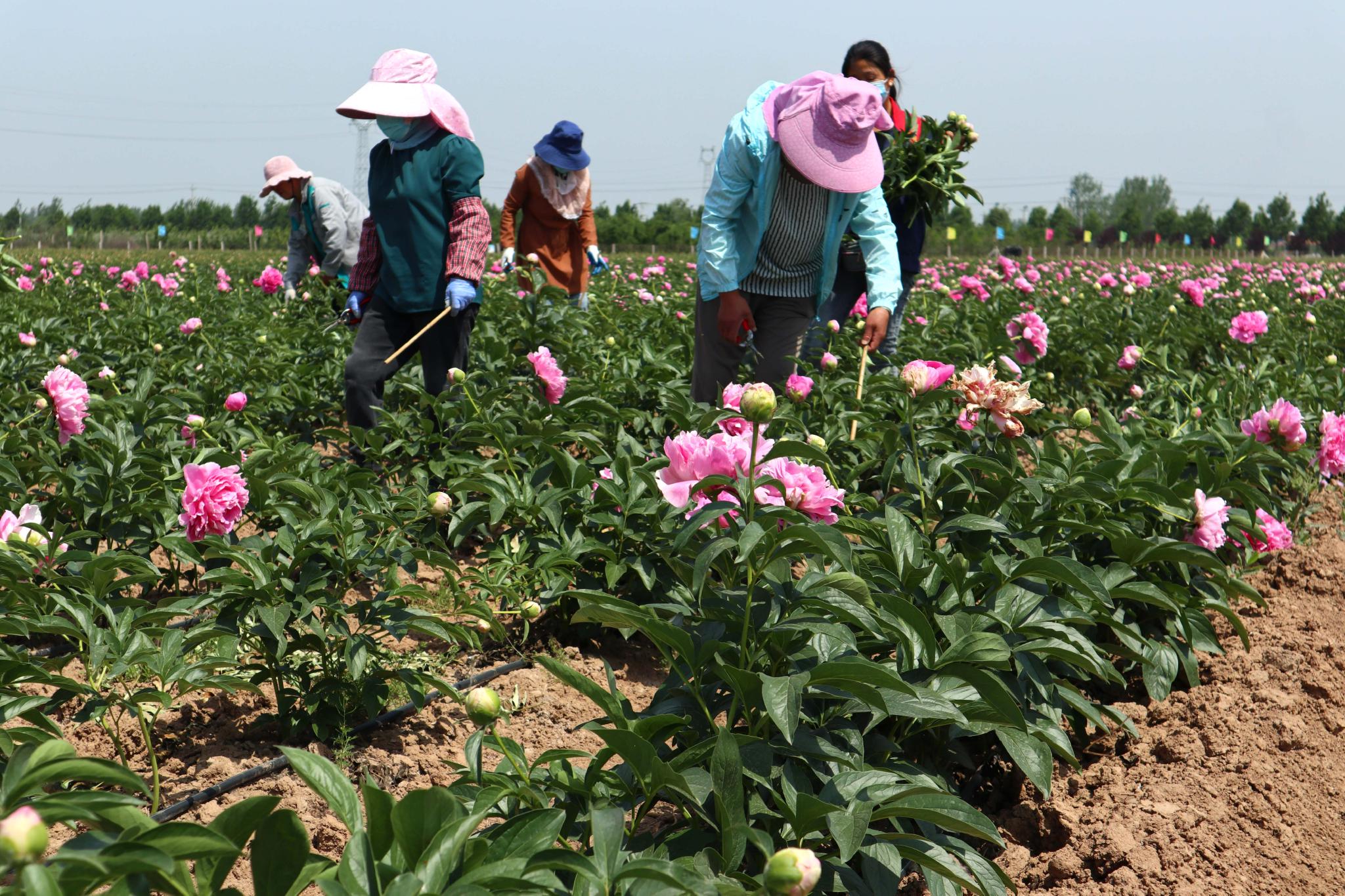 山东菏泽:芍药鲜切花采摘加工忙