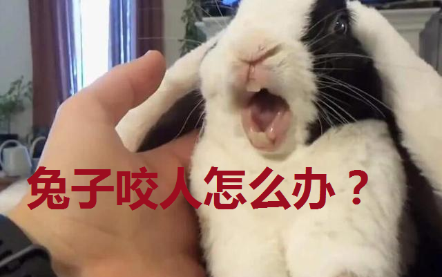 小动物凶猛婴儿被兔子咬断手指