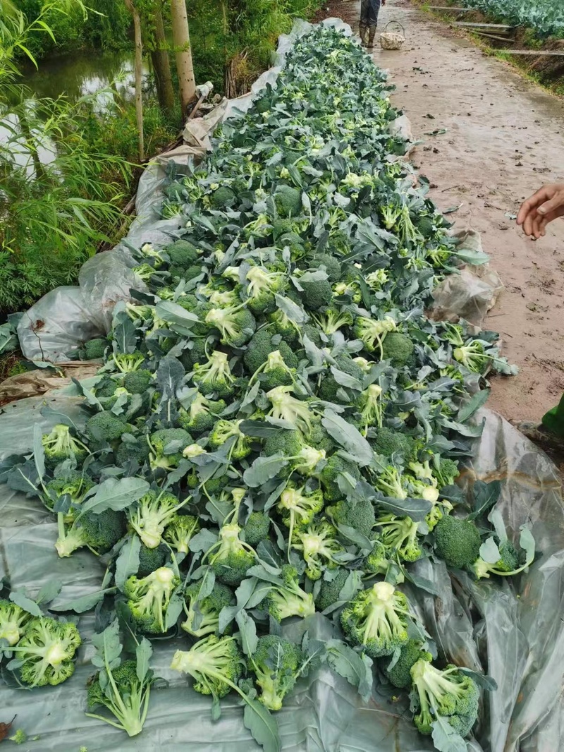 崇明岛的甘蓝菜、牛心菜烂在地里？倒逼而出的新链条，能否破解蔬菜滞销难题休闲区蓝鸢梦想 - Www.slyday.coM