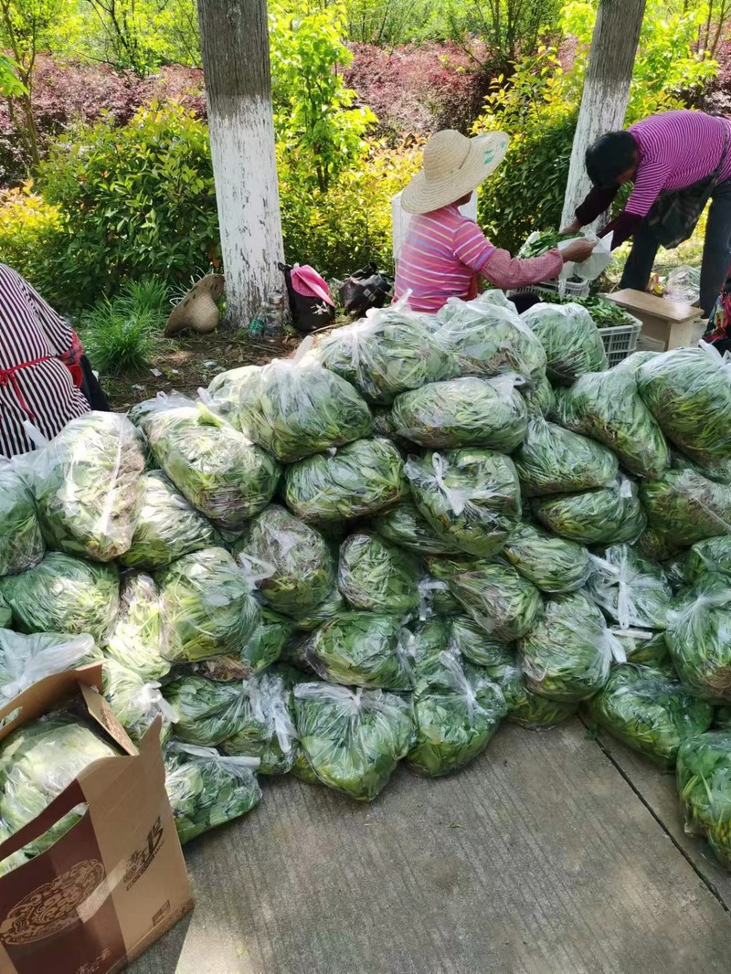 崇明岛的甘蓝菜、牛心菜烂在地里？倒逼而出的新链条，能否破解蔬菜滞销难题休闲区蓝鸢梦想 - Www.slyday.coM