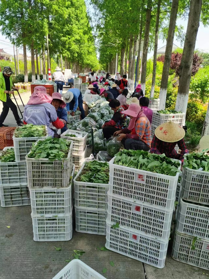 崇明岛的甘蓝菜、牛心菜烂在地里？倒逼而出的新链条，能否破解蔬菜滞销难题休闲区蓝鸢梦想 - Www.slyday.coM