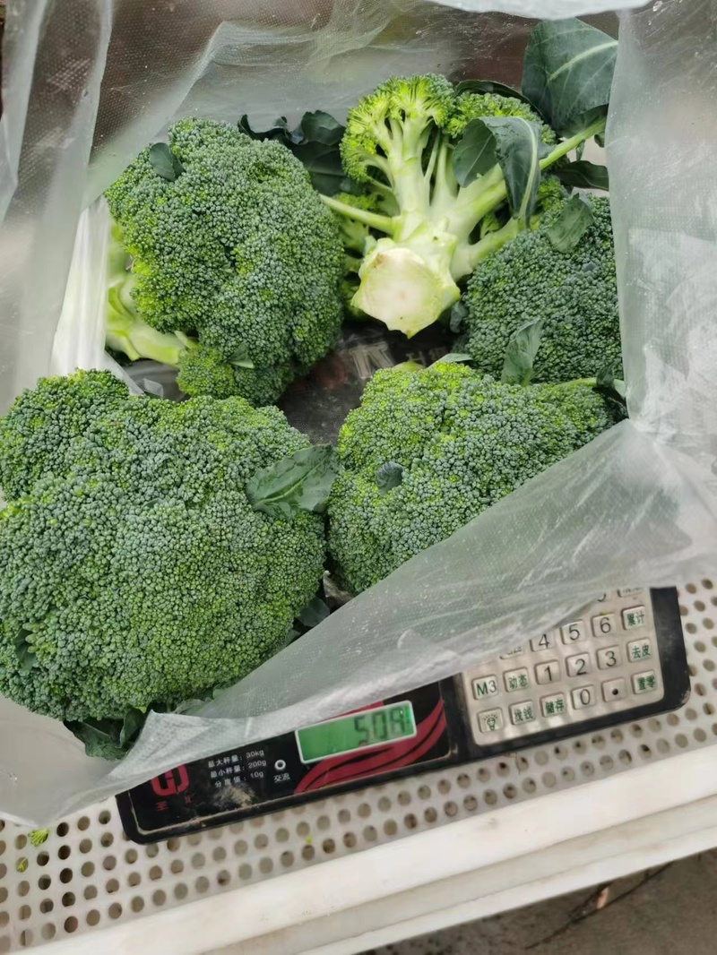 崇明岛的甘蓝菜、牛心菜烂在地里？倒逼而出的新链条，能否破解蔬菜滞销难题休闲区蓝鸢梦想 - Www.slyday.coM