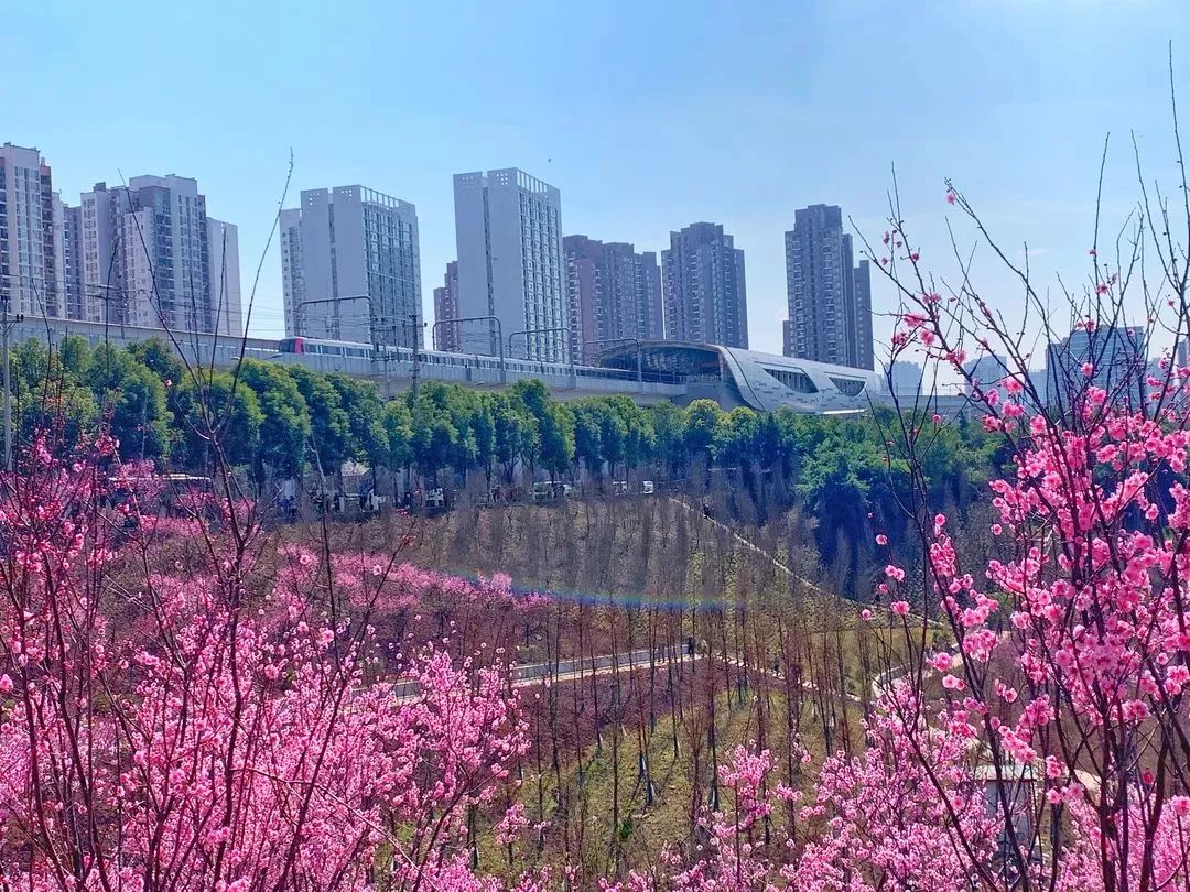 轨道交通6号线康庄站外盛开的美人梅,在蓝天白云下显得格外美丽.