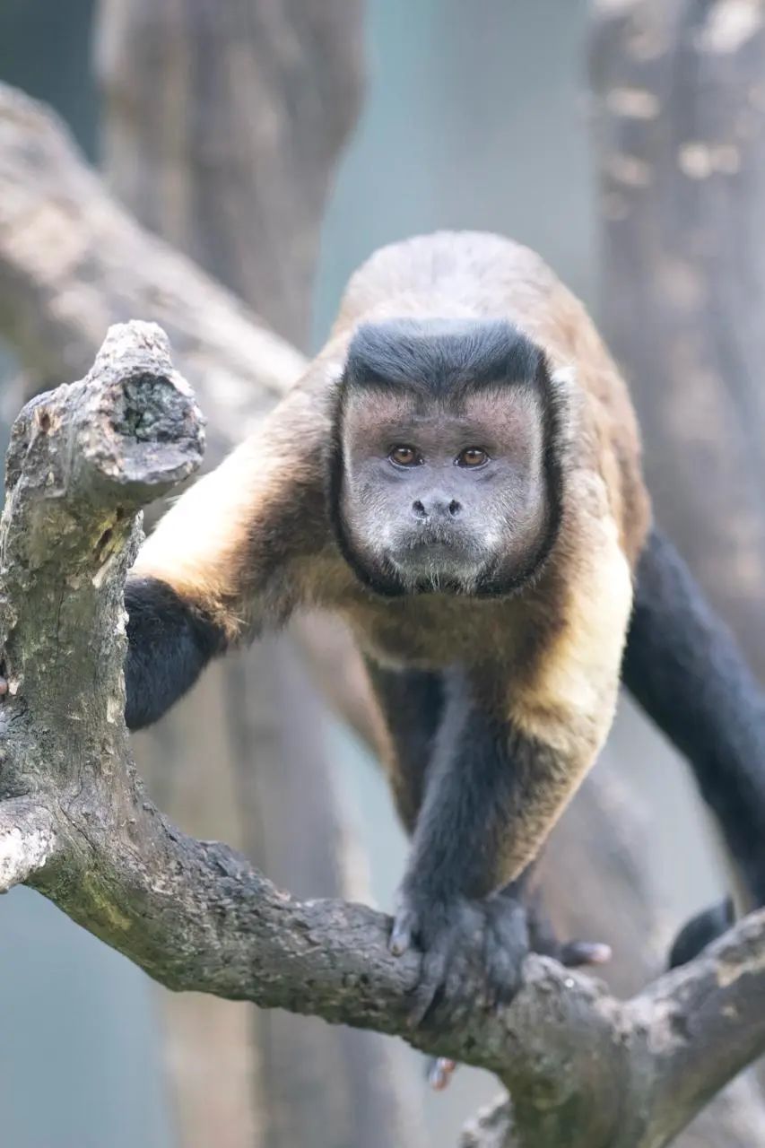 猴子_新浪财经_新浪网