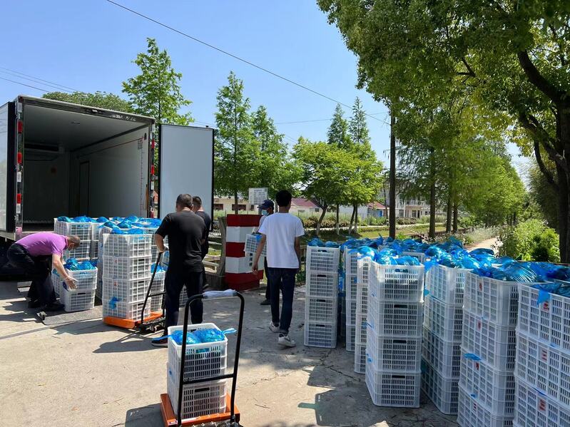 崇明岛的甘蓝菜、牛心菜烂在地里？倒逼而出的新链条，能否破解蔬菜滞销难题休闲区蓝鸢梦想 - Www.slyday.coM