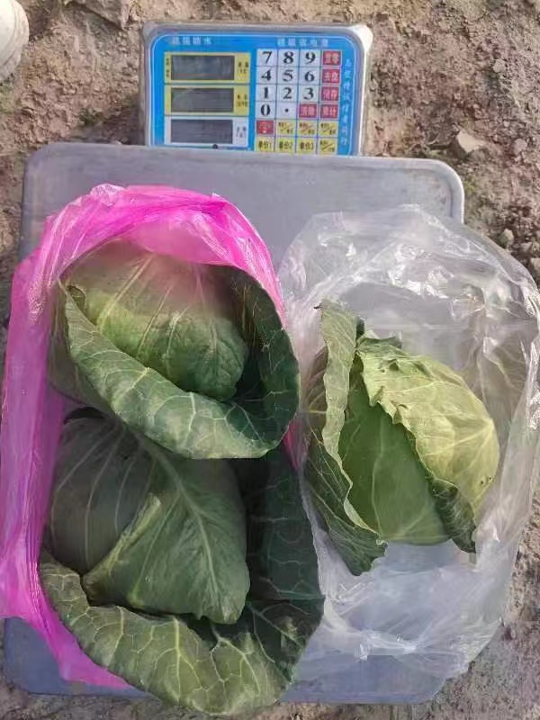 崇明岛的甘蓝菜、牛心菜烂在地里？倒逼而出的新链条，能否破解蔬菜滞销难题休闲区蓝鸢梦想 - Www.slyday.coM