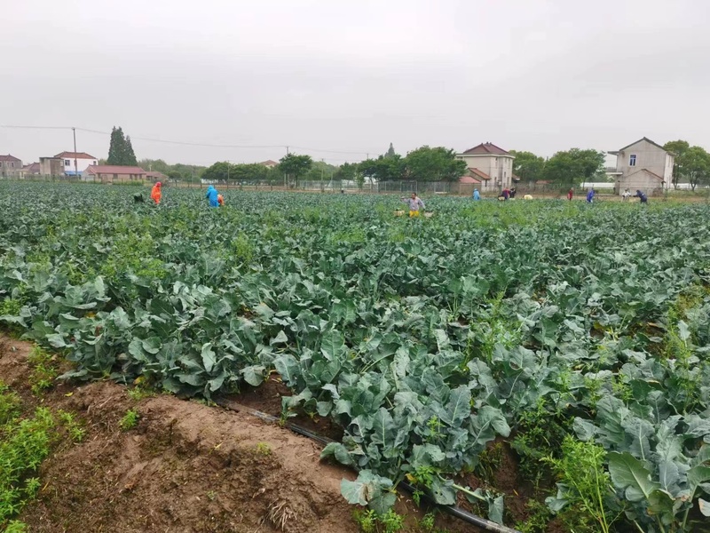 崇明岛的甘蓝菜、牛心菜烂在地里？倒逼而出的新链条，能否破解蔬菜滞销难题休闲区蓝鸢梦想 - Www.slyday.coM