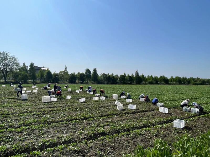 崇明岛的甘蓝菜、牛心菜烂在地里？倒逼而出的新链条，能否破解蔬菜滞销难题休闲区蓝鸢梦想 - Www.slyday.coM