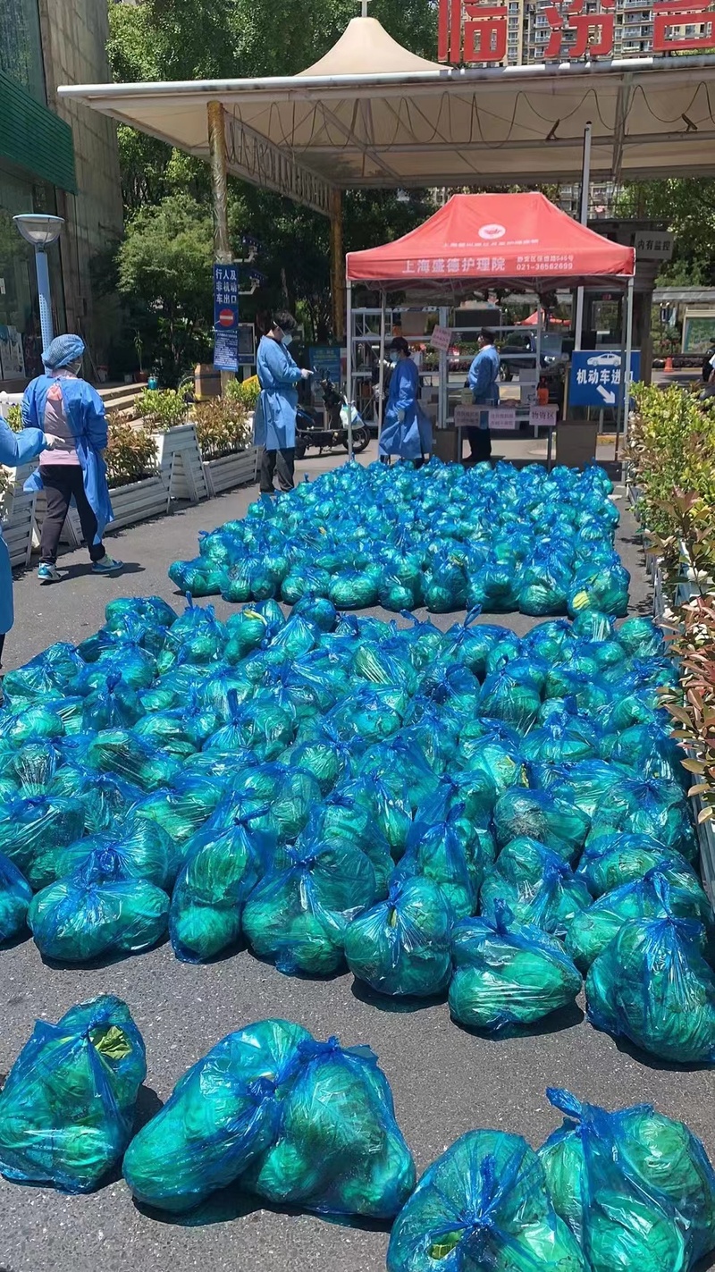 崇明岛的甘蓝菜、牛心菜烂在地里？倒逼而出的新链条，能否破解蔬菜滞销难题休闲区蓝鸢梦想 - Www.slyday.coM