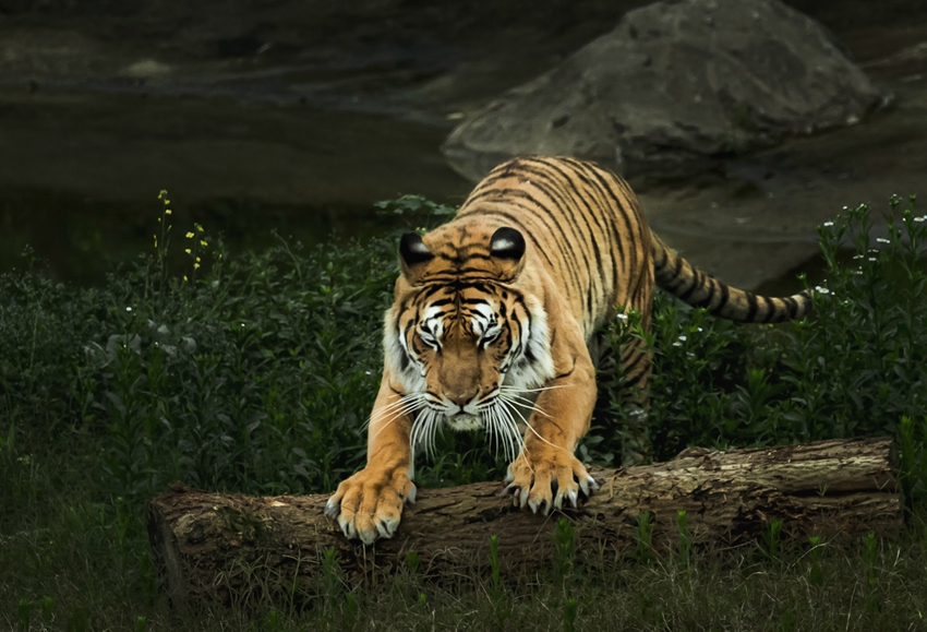 福虎生风万事亨通第四届乐和乐都杯虎年摄影大赛作品选登张世明作品