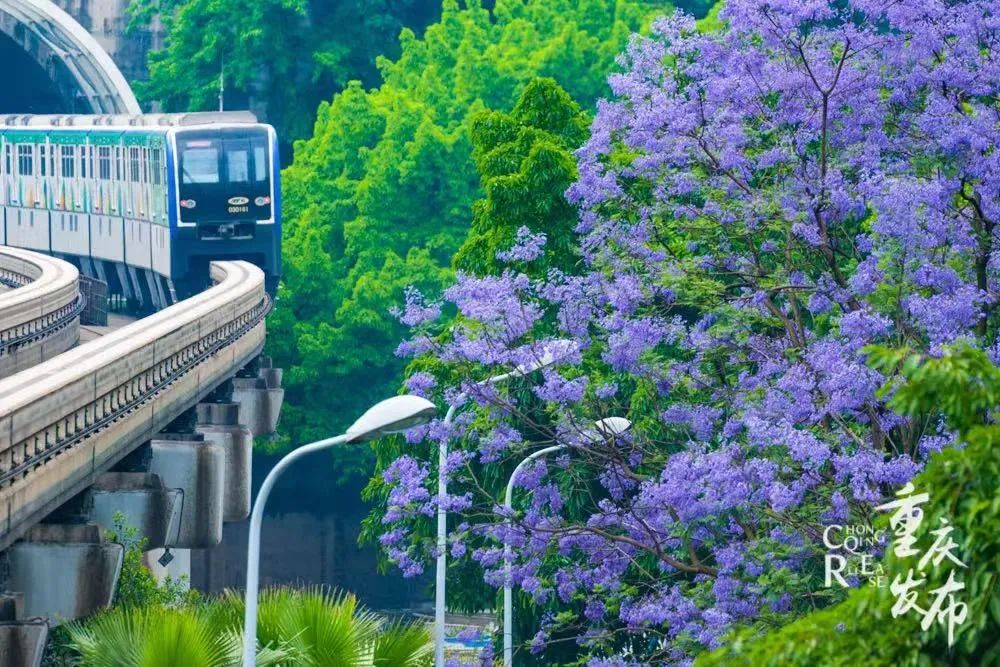 有一种重庆人的幸福,叫"开往春天的列车"|轨道交通_新浪财经_新浪网