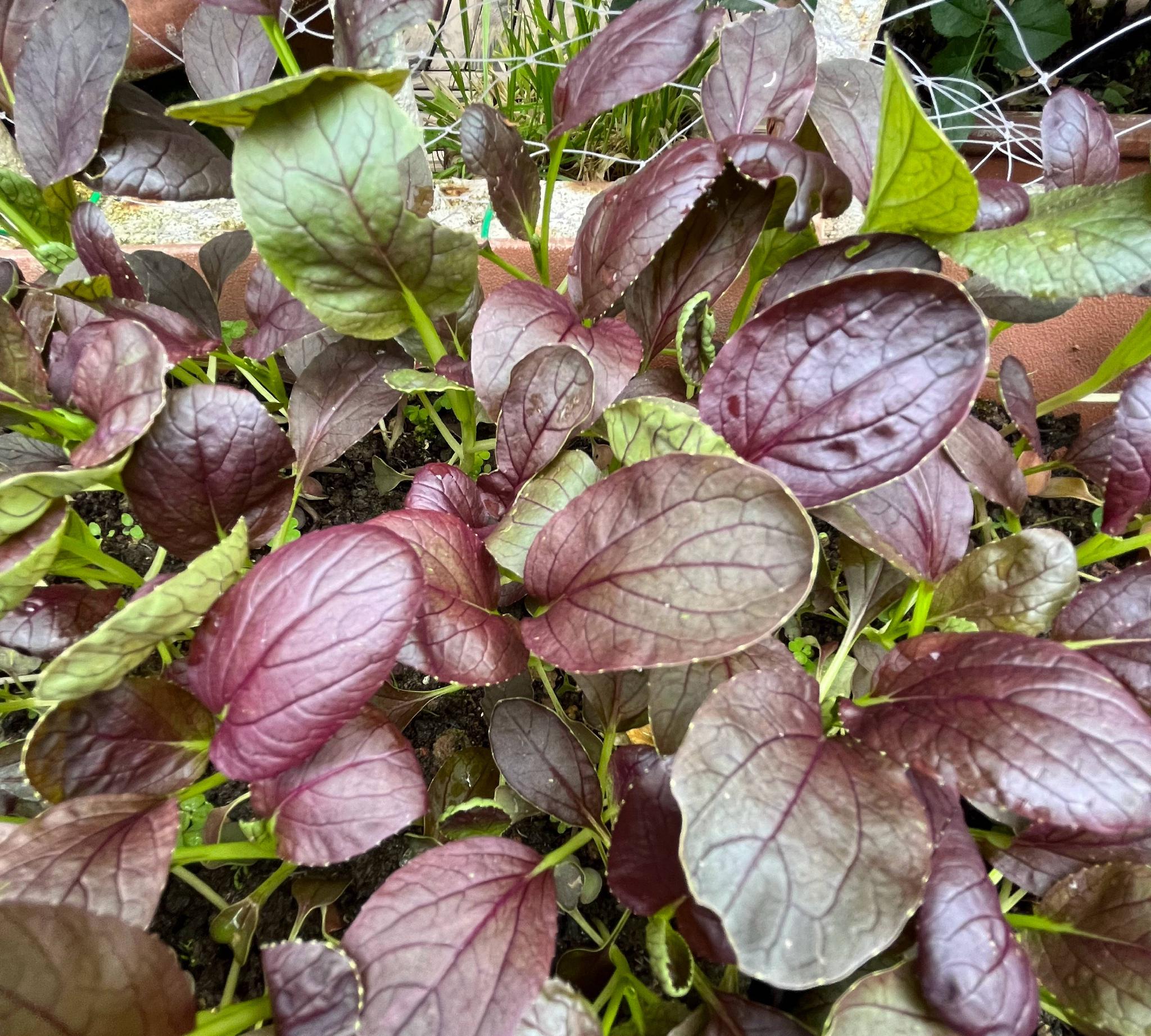 3种蔬菜和花儿一样美种阳台吃不完美观好养营养丰富