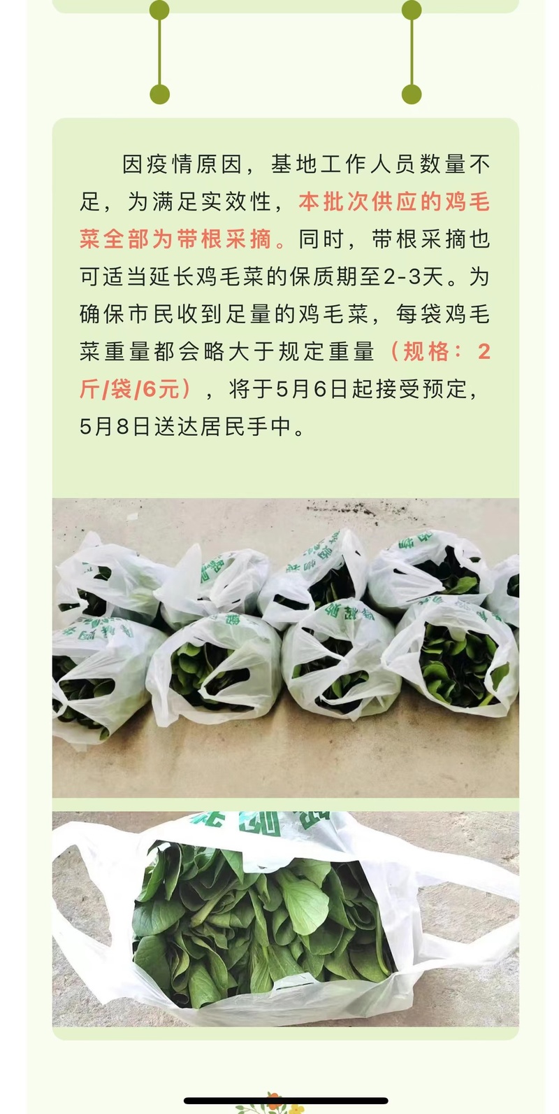 崇明岛的甘蓝菜、牛心菜烂在地里？倒逼而出的新链条，能否破解蔬菜滞销难题休闲区蓝鸢梦想 - Www.slyday.coM