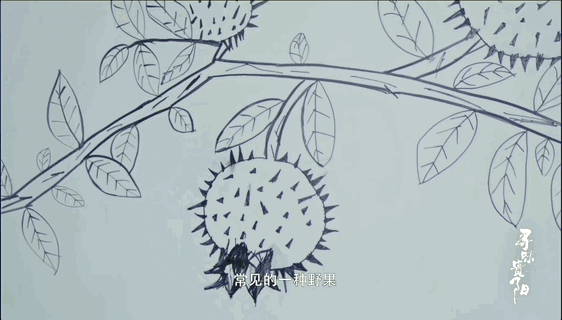 驯服刺梨的野性,贵阳人学会了在酸涩与甘甜之间寻求平衡.