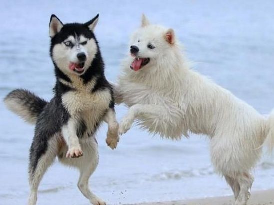 哈士奇和土狗干架最后还赢了就是有点不光彩