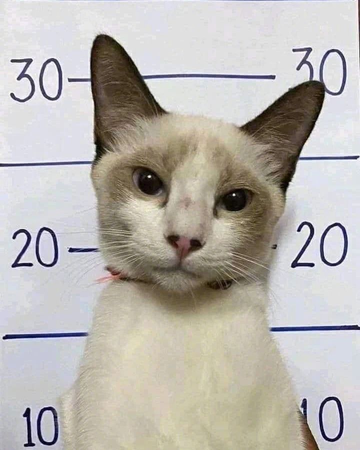 犯罪嫌疑已经落网