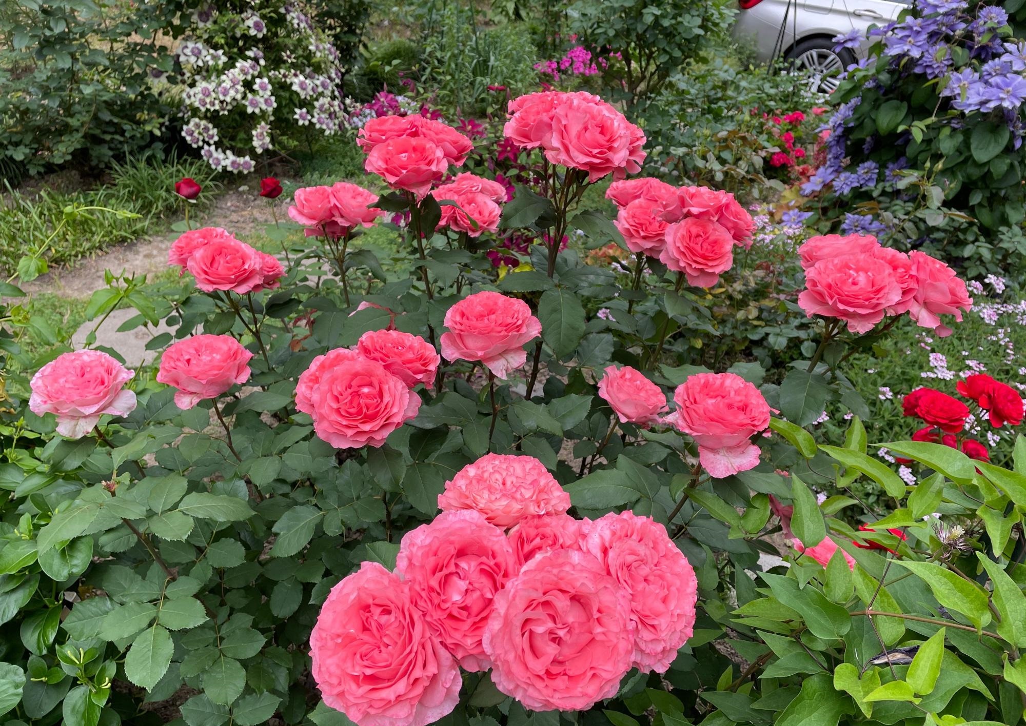 花期超长的8种月季(花期最长最好养的月季)