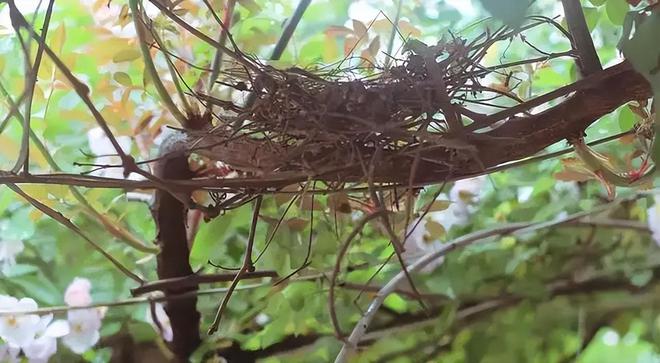 斑鸠巢穴有多简陋鸟蛋甚至能从鸟巢中掉落下雨可怎么办