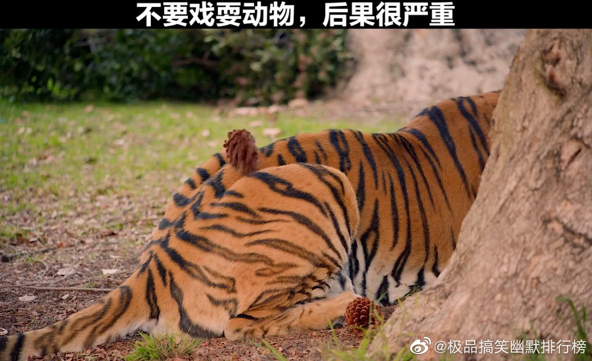 老虎不发威当我是病猫