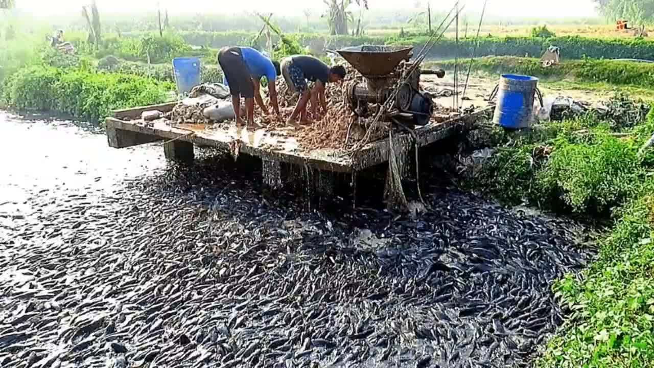 印度的鲶鱼养殖方式你能接受吗养殖鱼养鱼67