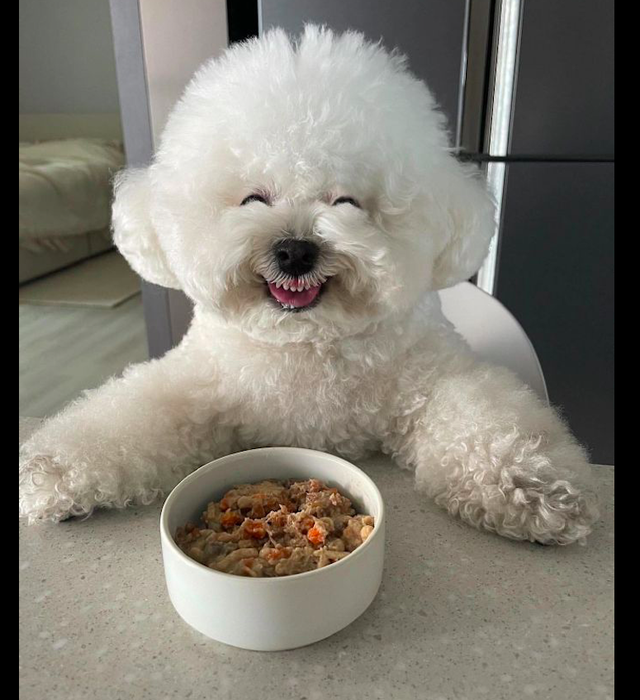 狗狗看到自己喜欢吃的食物开心笑到露出牙龈也太可爱了吧