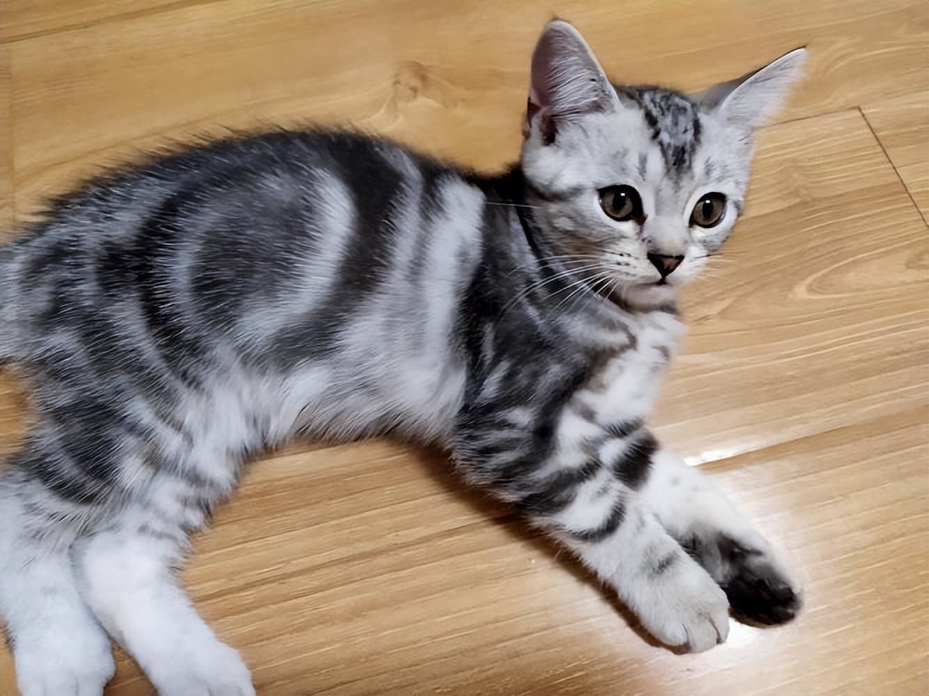 大家帮忙看一下这个是什么蛇,跑到我家里来?