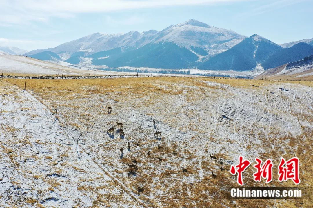 成群的矮鹿在祁连山国家公园的草场上嬉戏。中新社记者 马铭言 摄