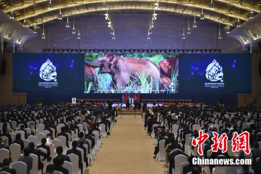 2021年10月11日，《生物多样性公约》第十五次缔约方大会在云南昆明开幕。中新社记者 刘冉阳 摄