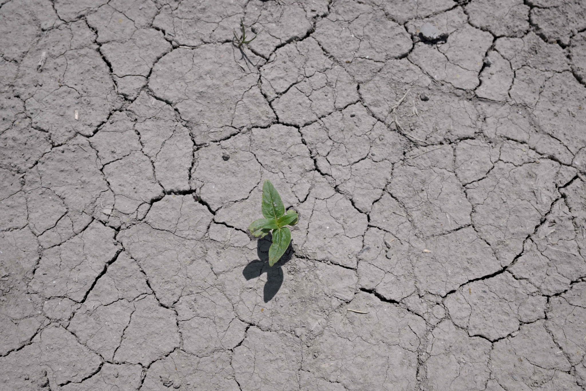 法国多地面临干旱威胁