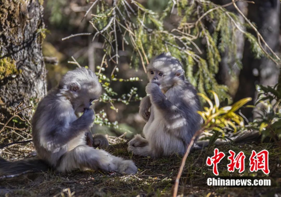 云南迪庆州维西县滇金丝猴国家公园的滇金丝猴。中新社发 陈先林 摄