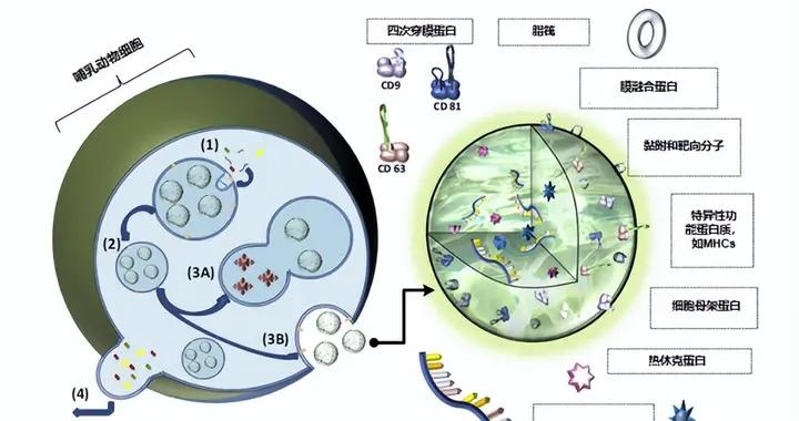 再生医学材料的黄金搭档：外泌体与细胞外基质|干细胞_新浪新闻