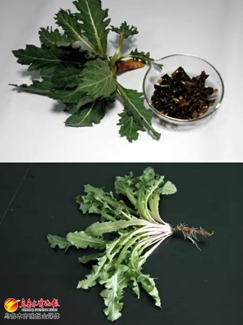 误食容易引起食物中毒蒲公英与有毒植物天仙子外形相似乌鲁木齐市疾控